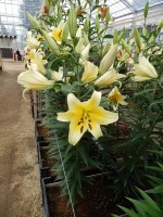 [5178 Serano No01.JPG]